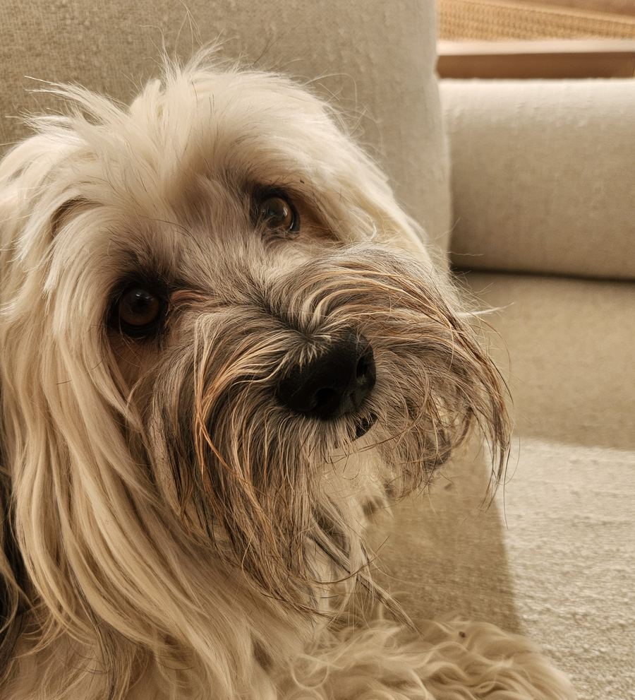 The Fisher-Man, Valerie's dog, looking into the camera from the couch